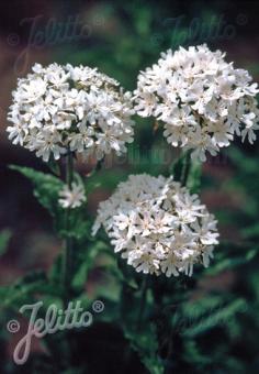 Lychnis chalcedonica 'Rauhreif'